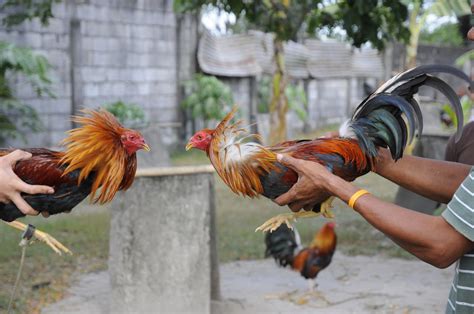 cockfighting philippines online|About .
